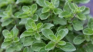 oregano-2.jpg